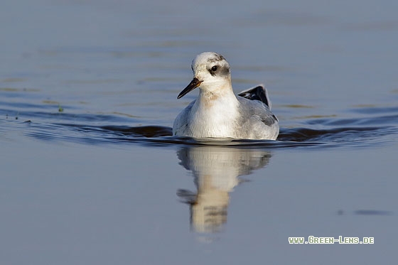 Thorshühnchen - Copyright Stefan Pfützke