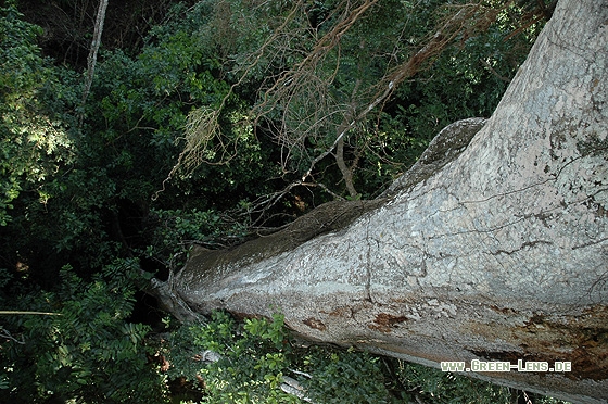 Tieflandregenwald - Copyright Christian Gelpke