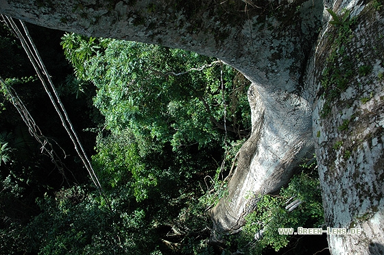 Tieflandregenwald - Copyright Christian Gelpke