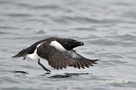 Tordalk - Copyright Stefan Pfützke