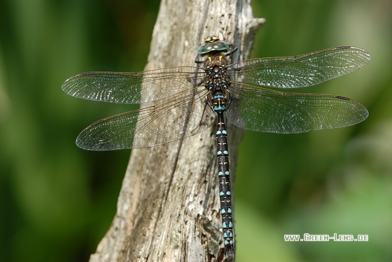 Torf-Mosaikjungfer - Copyright Christian Gelpke
