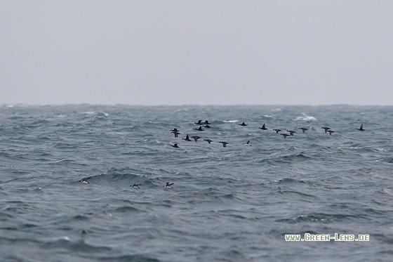 Trauerente - Copyright Mathias Putze