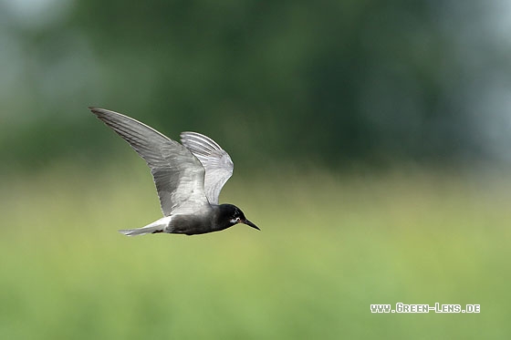 Trauerseeschwalbe - Copyright Stefan Pfützke