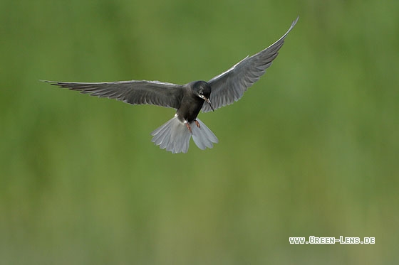 Trauerseeschwalbe - Copyright Stefan Pfützke