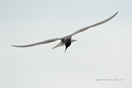 Trauerseeschwalbe - Copyright Stefan Pfützke