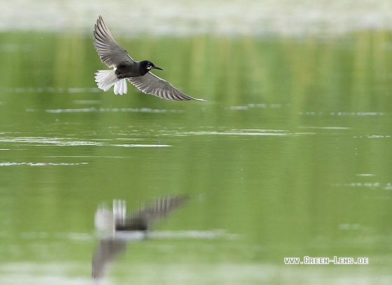 Trauerseeschwalbe - Copyright Stefan Pfützke