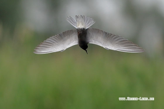 Trauerseeschwalbe - Copyright Stefan Pfützke