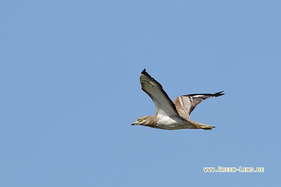 Triel - Copyright Stefan Pfützke