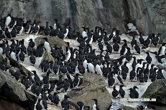 Trottellumme - Copyright Stefan Pfützke