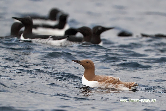 Trottellumme - Copyright Stefan Pfützke