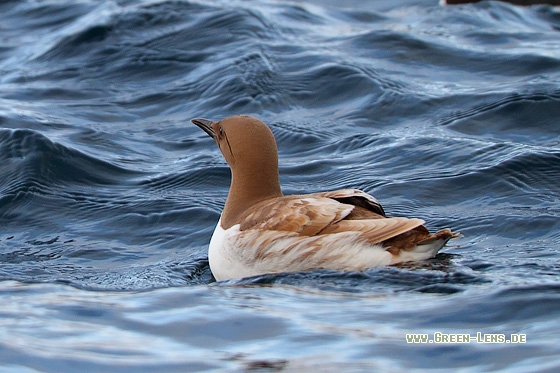 Trottellumme - Copyright Stefan Pfützke