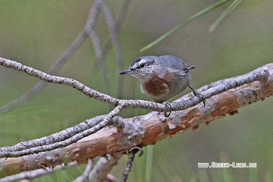 Türkenkleiber - Copyright Christoph Moning