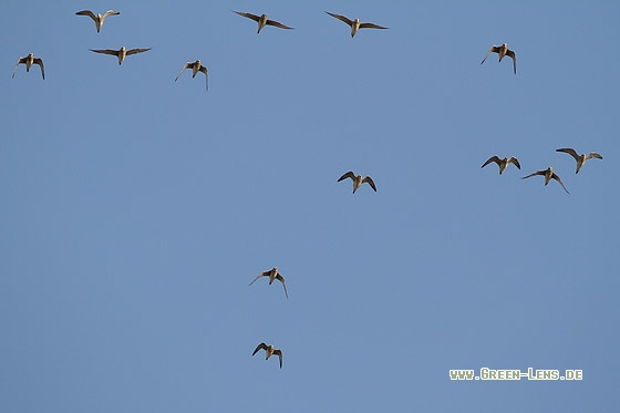 Pazifischer Goldregenpfeifer - Copyright Stefan Pfützke