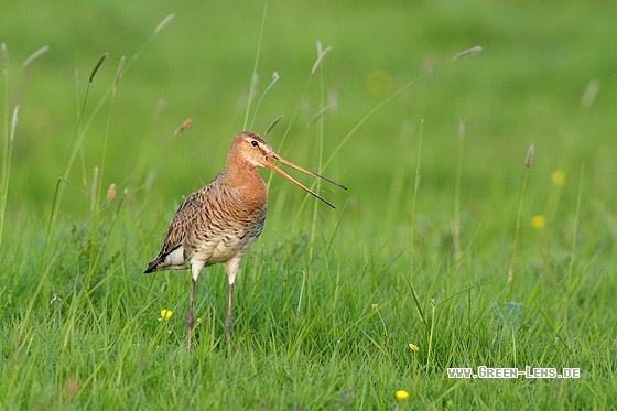 Uferschnepfe - Copyright Stefan Pfützke