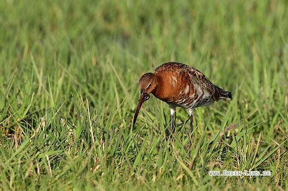Uferschnepfe, Isländische Uferschnepfe - Copyright Stefan Pfützke
