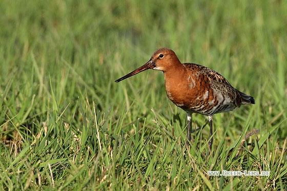 Uferschnepfe, Isländische Uferschnepfe - Copyright Stefan Pfützke