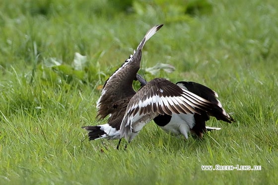 Kiebitz - Copyright Stefan Pfützke