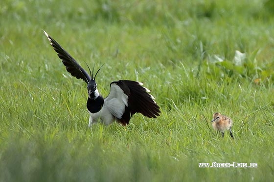 Kiebitz - Copyright Stefan Pfützke