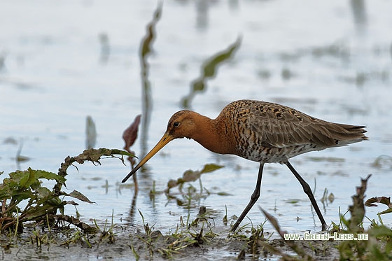Uferschnepfe - Copyright Stefan Pfützke