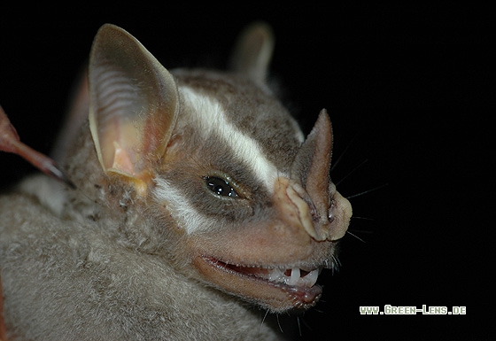 Gelbohr-Fledermaus - Copyright Christian Gelpke