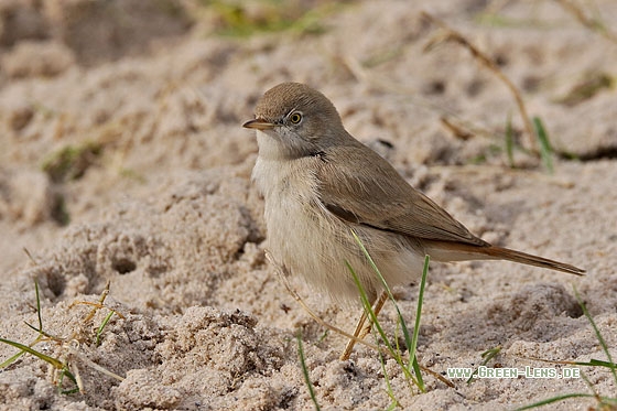 Wüstengrasmücke - Copyright Stefan Pfützke