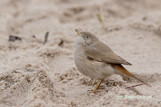 Wüstengrasmücke - Copyright Stefan Pfützke