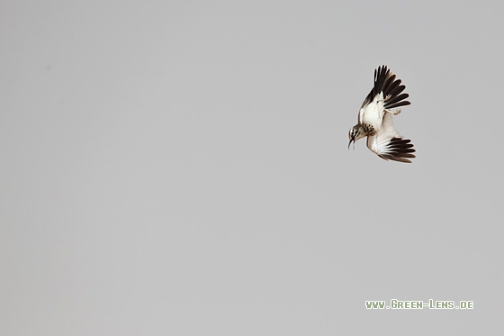 Wüstenläuferlerche - Copyright Mathias Putze