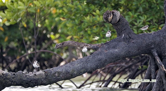 Wüstenregenpfeifer - Copyright Stefan Pfützke