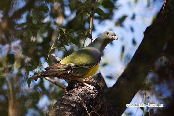 Waaliataube - Copyright Mathias Putze