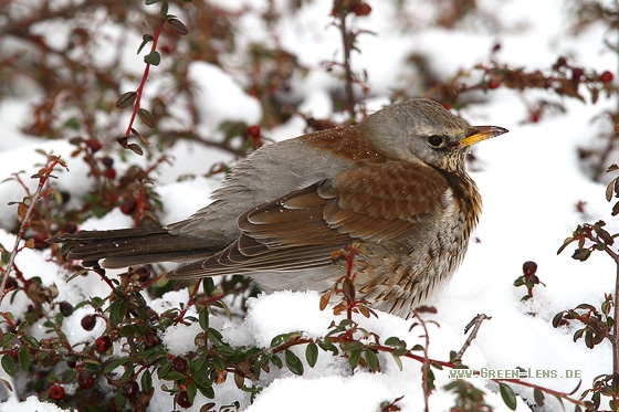 Wacholderdrossel - Copyright Stefan Pfützke