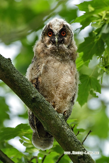 Waldohreule - Copyright Stefan Pfützke