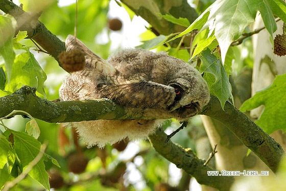 Waldohreule - Copyright Stefan Pfützke