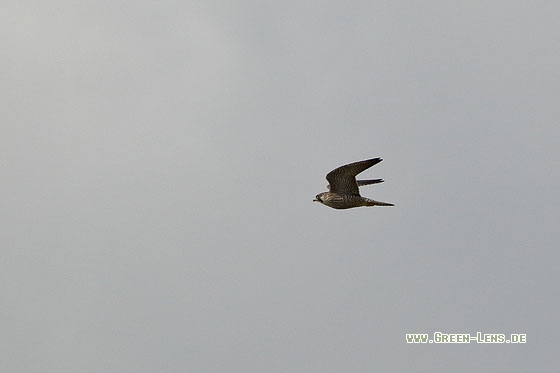 Wanderfalke - Copyright Stefan Pfützke