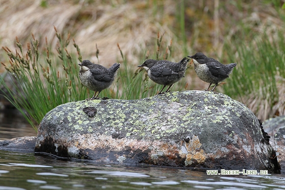 Wasseramsel - Copyright Stefan Pfützke