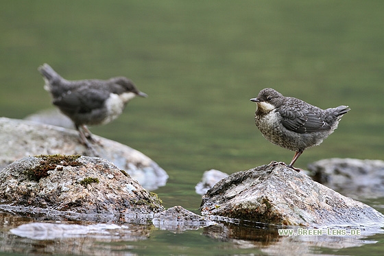 Wasseramsel - Copyright Stefan Pfützke