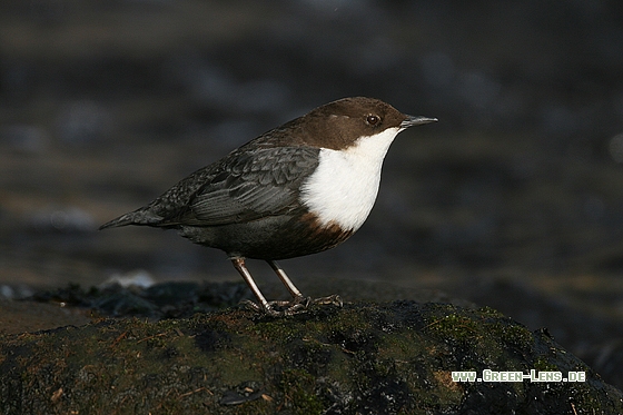 Wasseramsel - Copyright Stefan Pfützke