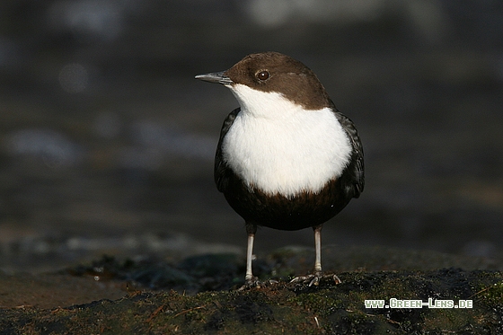 Wasseramsel - Copyright Stefan Pfützke