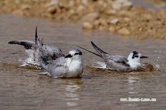 Weißbart-Seeschwalbe - Copyright Stefan Pfützke