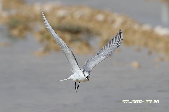 Weißbart-Seeschwalbe - Copyright Stefan Pfützke