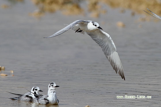 Weißbart-Seeschwalbe - Copyright Mathias Putze