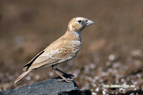 Weißstirnlerche - Copyright Stefan Pfützke