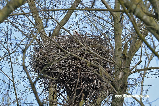Weißstorch - Copyright Stefan Pfützke