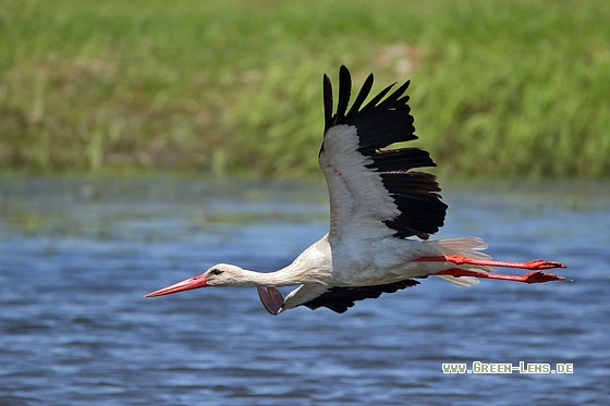 Weißstorch - Copyright Stefan Pfützke
