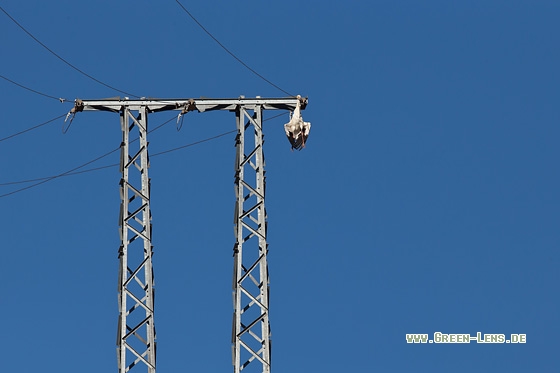 Weißstorch - Copyright Mathias Putze