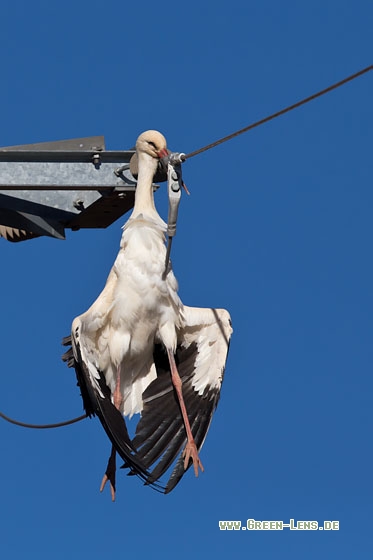 Weißstorch - Copyright Mathias Putze