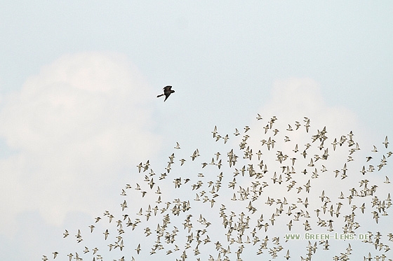 Kornweihe - Copyright Stefan Pfützke