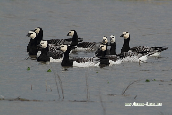Weißwangengans - Copyright Stefan Pfützke