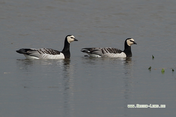Weißwangengans - Copyright Stefan Pfützke