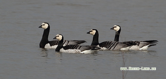 Weißwangengans - Copyright Stefan Pfützke