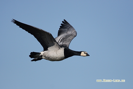 Weißwangengans - Copyright Stefan Pfützke
